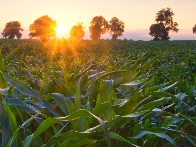 Sun rising over corn field