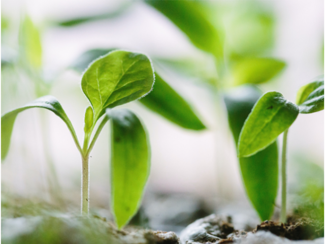 Plants growing